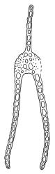 Fissidens pallidus, leaf cross-section, region of vaginant and dorsal laminae. Drawn from holotype, W. Colenso 391, BM.
 Image: R.C. Wagstaff © Landcare Research 2014 